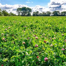 Economy Two Year Legume Fallow (CNUM3)